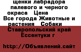 щенки лабрадора палевого и черного окраса › Цена ­ 30 000 - Все города Животные и растения » Собаки   . Ставропольский край,Ессентуки г.